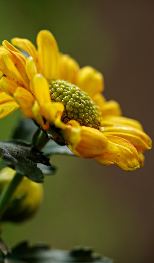 Желтые ромашковидные хризантемы с бутонами