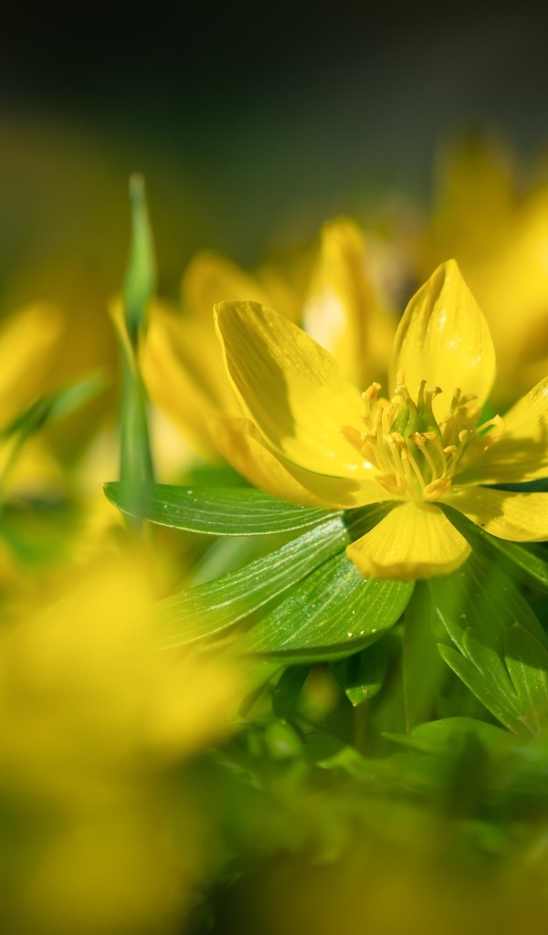 Желтые полевые лютики 