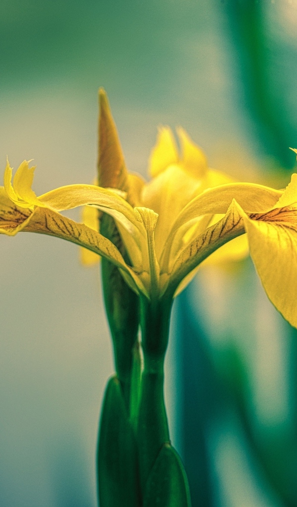 Желтый цветок ириса крупным планом