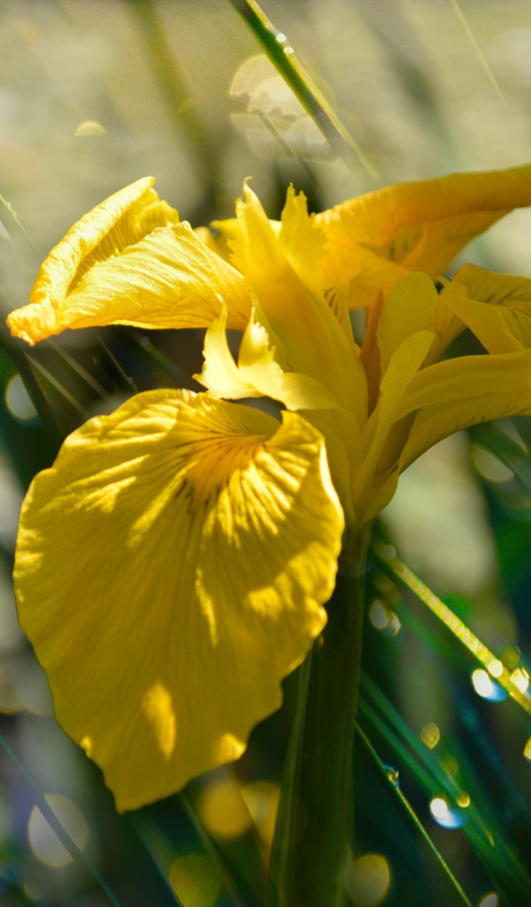 Желтый цветок ириса под дождем