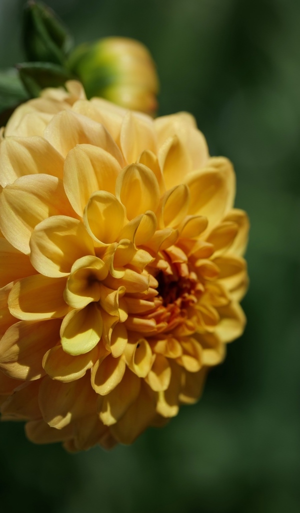 Желтый крупный цветок георгин вблизи