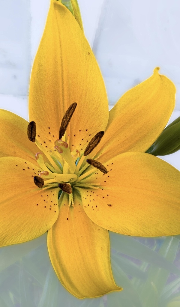 Желтый цветок лилии на прозрачном фоне