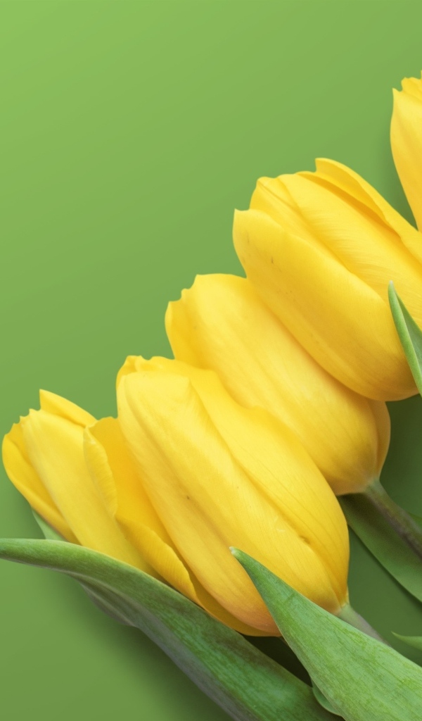 Желтые весенние тюльпаны на зеленом фоне