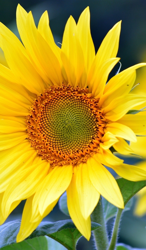 Желтые подсолнухи крупным планом