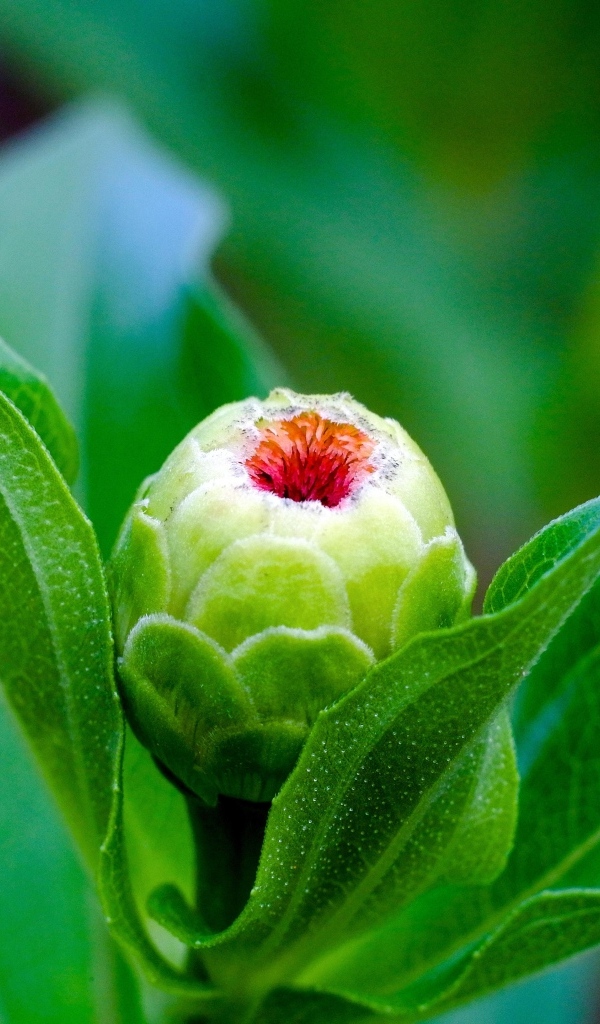 Бутон цветка циннии с зелеными листьями