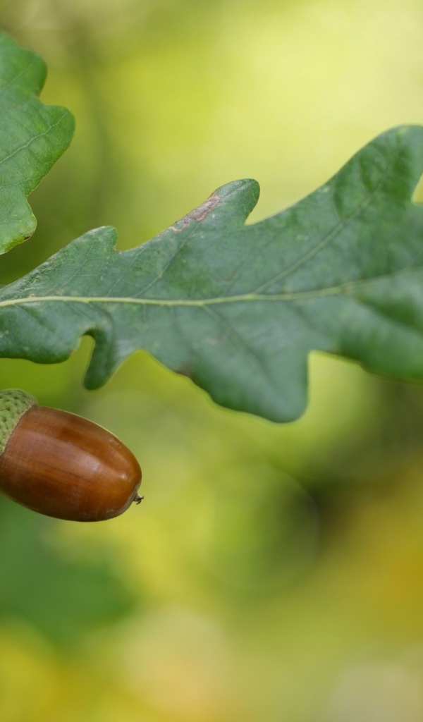 Желудь с зелеными листьями на ветке