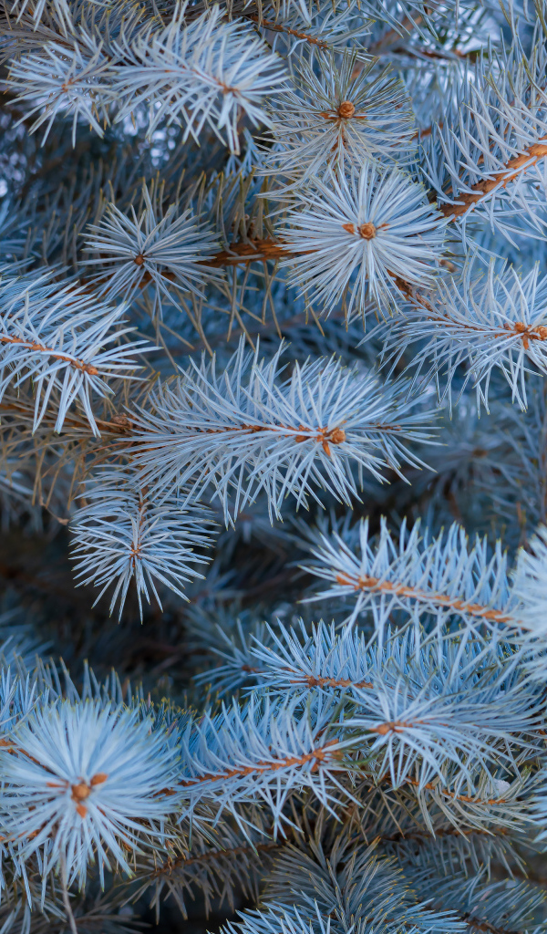 Ветки голубой ели крупным планом