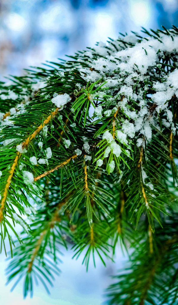 Зеленая ветка ели в снегу