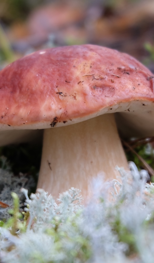 Большой гриб боровик во мху