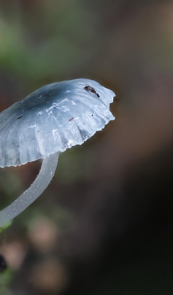 Маленькая голубая поганка на дереве 