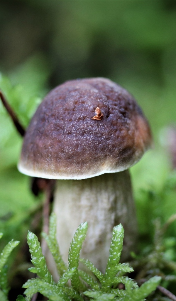 Маленький гриб в зеленом мху