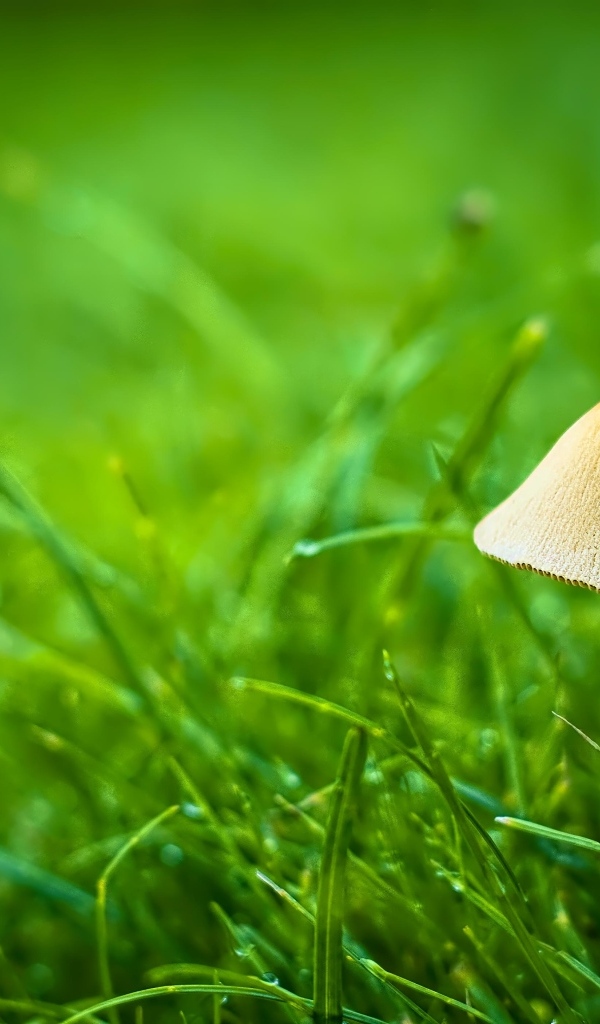 Гриб поганка в зеленой траве