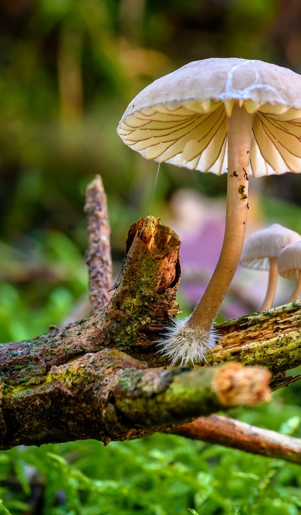 Грибы поганки на гнилой ветке