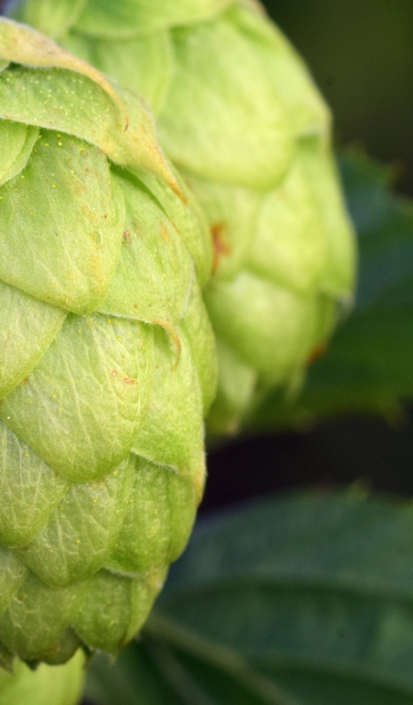 Зеленые ароматные шишки хмеля крупным планом