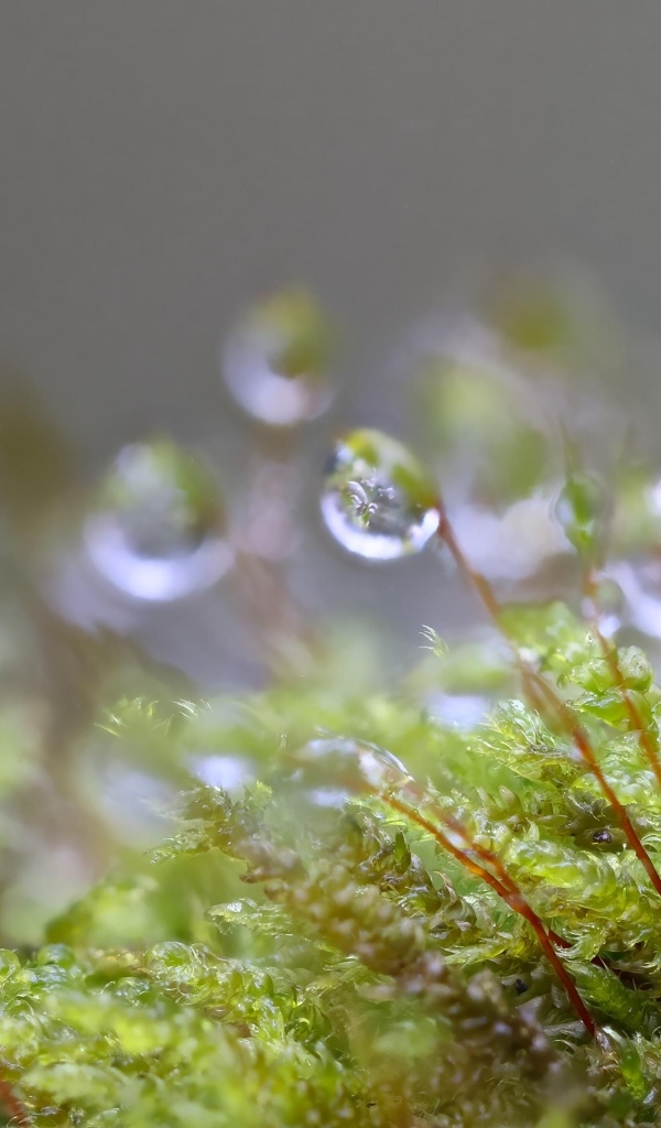 Мох в каплях росы крупным планом