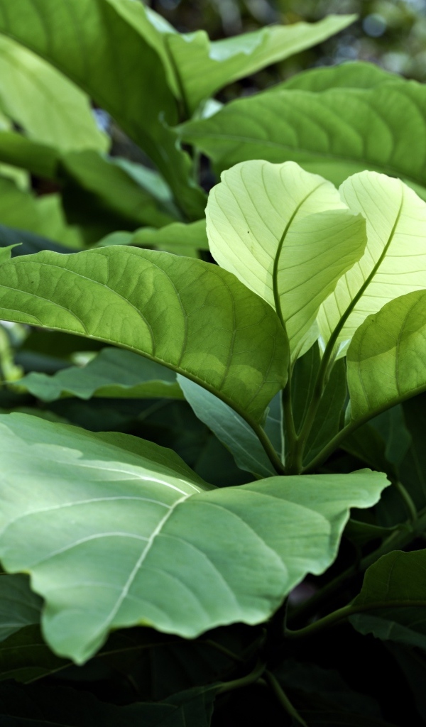 Растение с большими зелеными листьями 