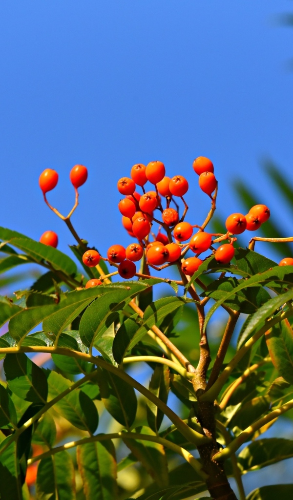 Красные ягоды рябины в зеленых листьях