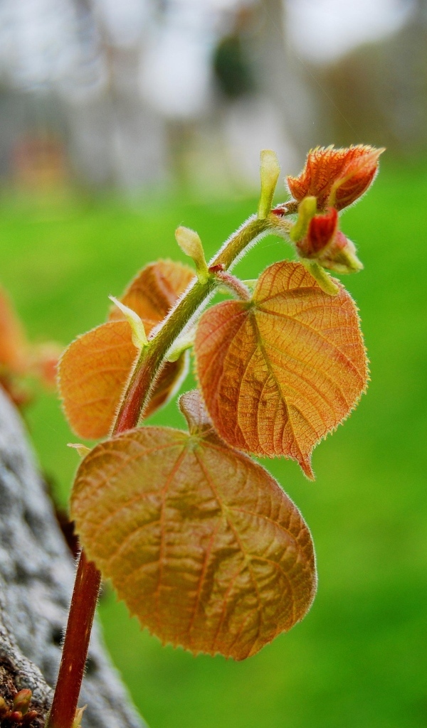 Молодая веточка с листьями на дереве