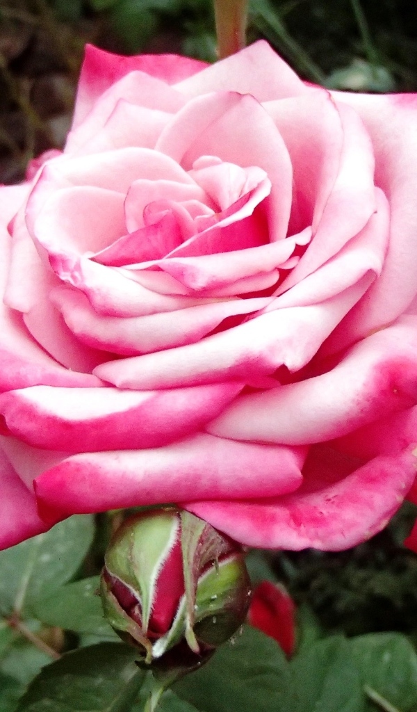 Крупная розовая роза на клумбе вблизи