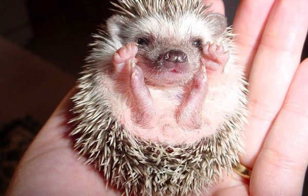 Маленький ежик