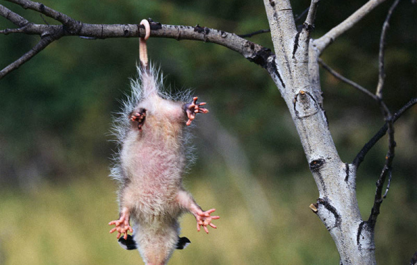 Зверёк висящий на хвосте
