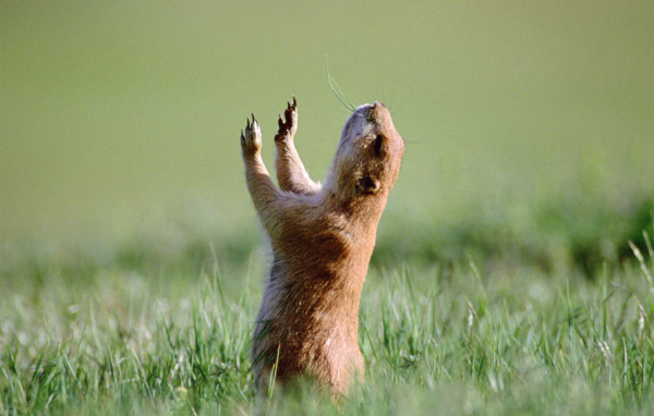 Маленький зверь