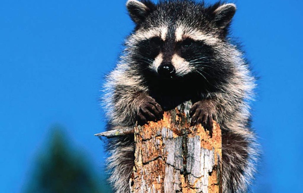 Зверёк на дереве