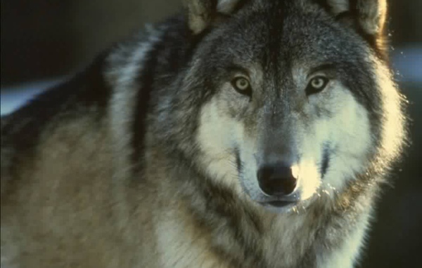 Огромный волк