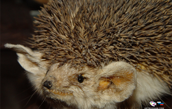 Ушастый ежик