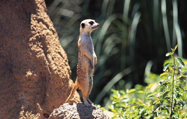 Зверёк на задних лапках