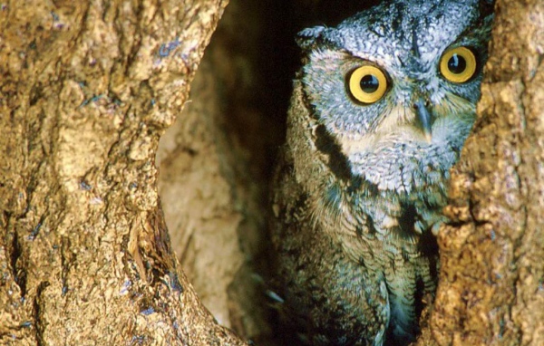 Сова в гнезде