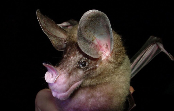 Летучая мышь