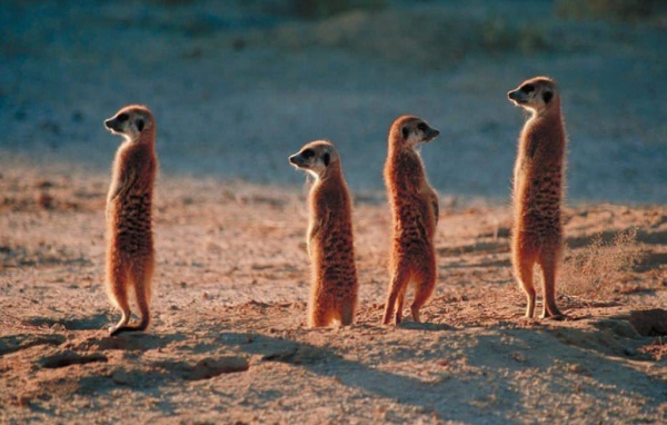 Африканские жители