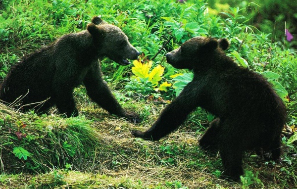 Медведи в лесу