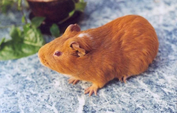 Морская свинка