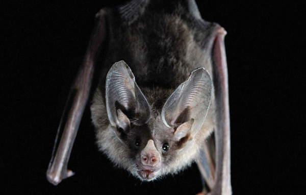 Ночная летучая мышь