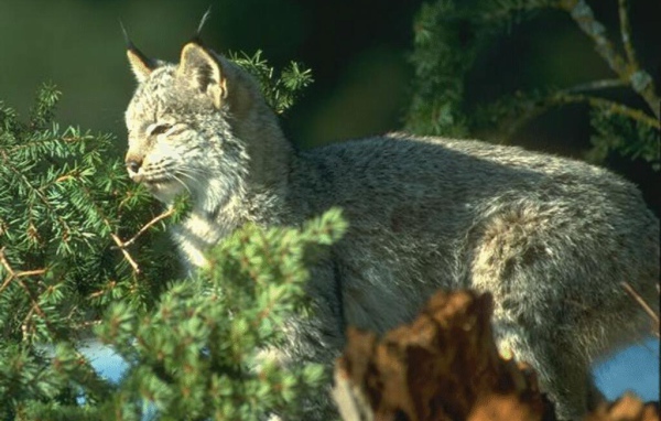 Большая кошка