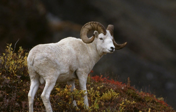 Горный баран