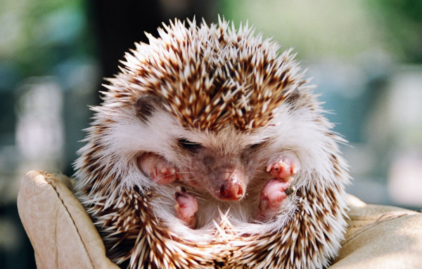 ежик свернувшийся в клубок