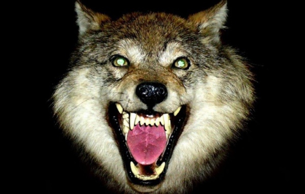 Пасть волка