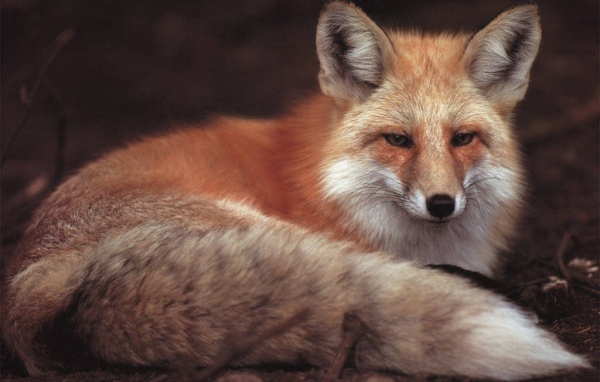 Красивая лиса