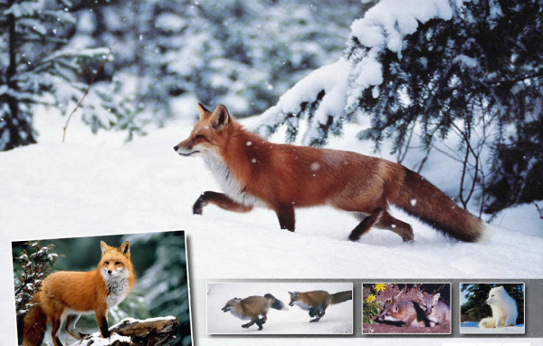 Лисичка зимой