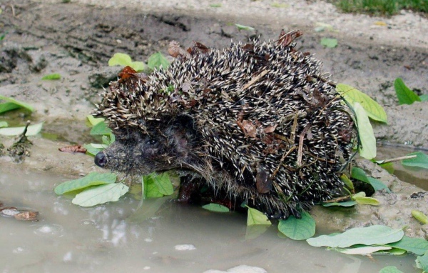 колючий ежик