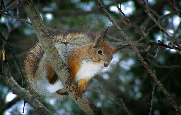 Белка на ветке