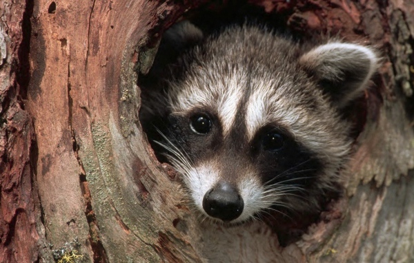 Енот в дупле