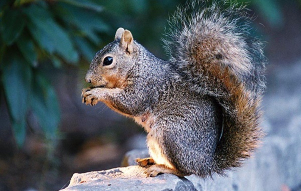 Пушистая белка