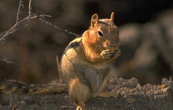 Маленький зверек