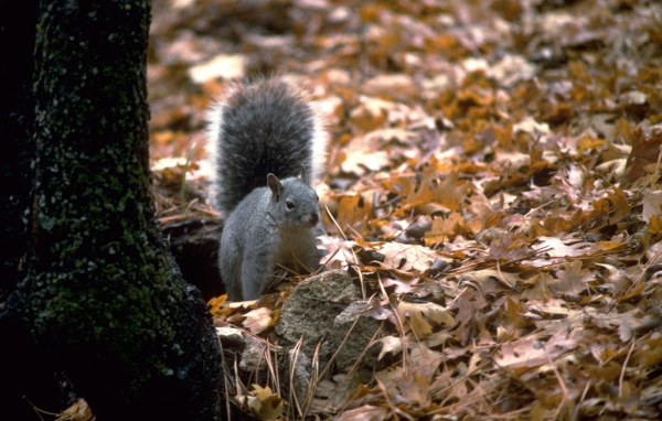 Белая белка
