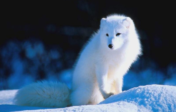 Писец красавец