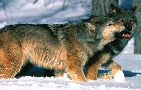 Волк и волчица